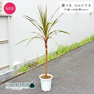 yizRWlEAgvvAiC`j@10@yIׂϗtAzyϗtA/CeA//i`/A/蕨/yV/ʔ/[WTCY/^/ڔ/zCg