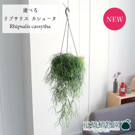 楽天市場 サボテン リプサリス カスッサの通販