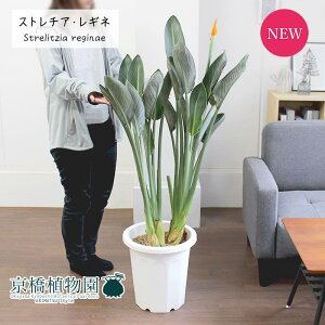 観葉植物 ストレリチア レギネの人気商品 通販 価格比較 価格 Com