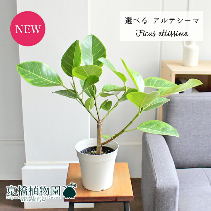 楽天市場 現品 フィカス アルテシーマ 5号 白プラスチック鉢 5 8 選べる観葉植物 植物 インテリア おしゃれ 人気 引越し祝い 開店祝い 新築祝い お祝い 楽天 通販 観葉 ギフト プレゼント 花のアリマツ楽天市場支店