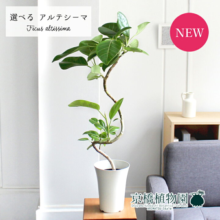 楽天市場 現品 フィカス アルテシーマ 6号 曲がり 白プラスチック鉢 7 12 選べる観葉植物 観葉植物 インテリア おしゃれ ナチュラル 鉢植え 贈り物 楽天 通販 ゴムの木 ゴムノキ ミドルサイズ ホワイト 育てやすい 人気商品 花のアリマツ楽天市場支店