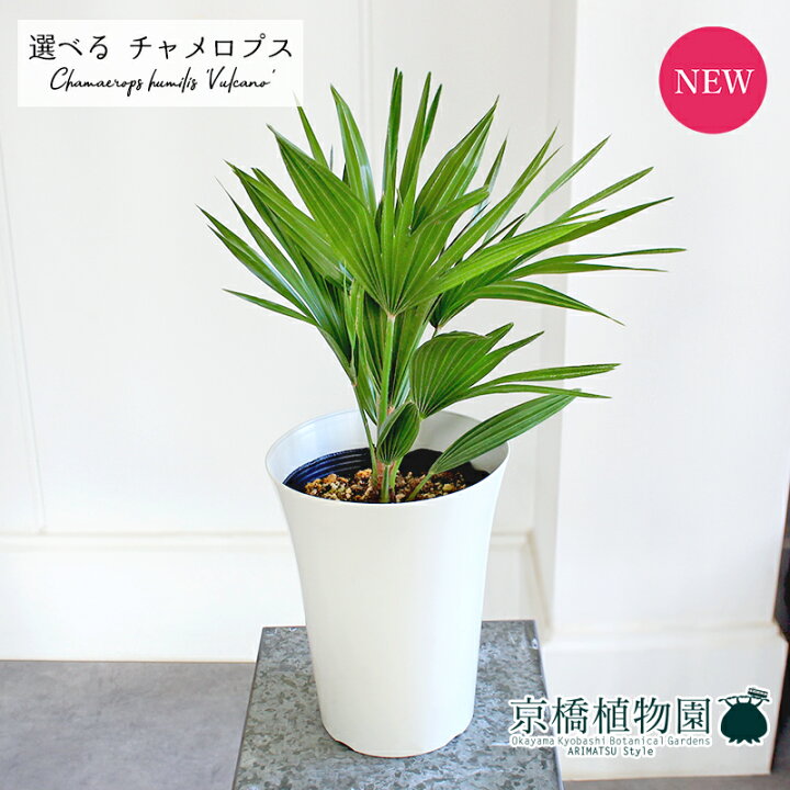 楽天市場】【15日はP5倍！】【マラソンクーポン有！】【現品 