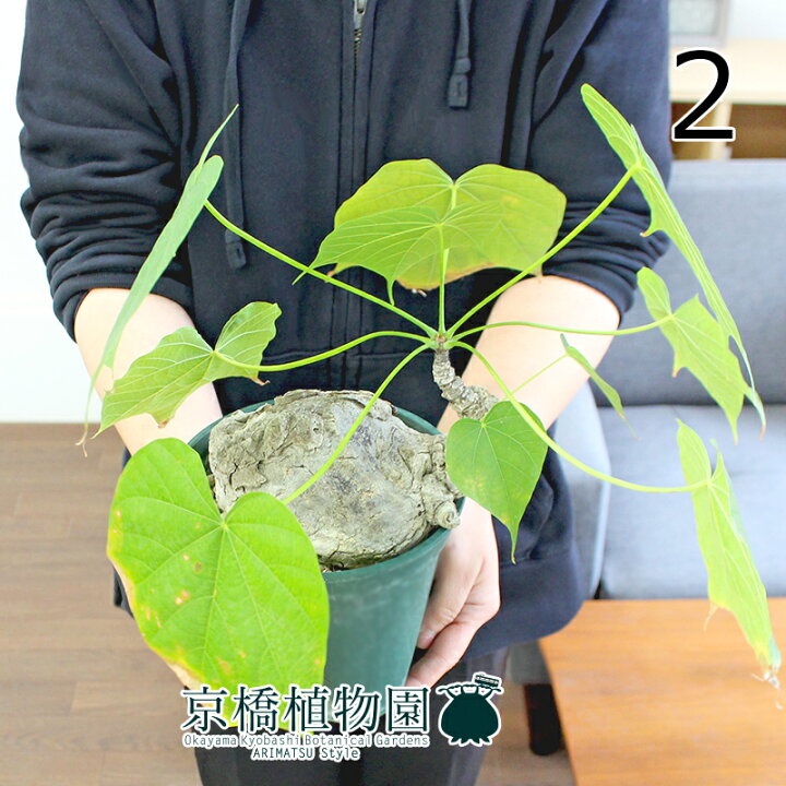 楽天市場】【5日はP5倍！】【マラソンクーポン有！】【現品 