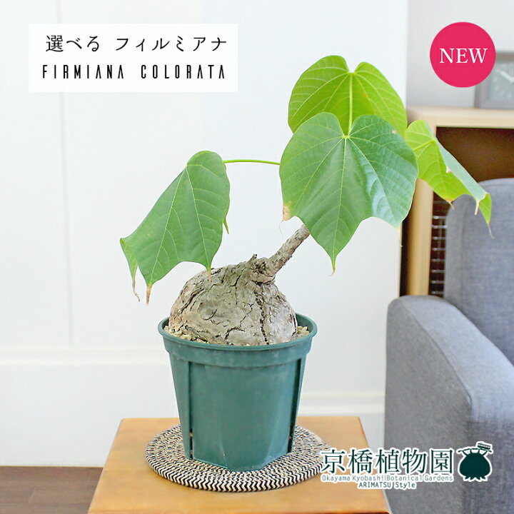 楽天市場】【現品】フィルミアナ・コロラータ 5号 緑鉢【選べる観葉 