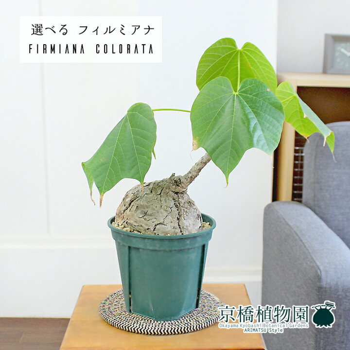 楽天市場】【SSクーポンあり】【現品】フィルミアナ・コロラータ 5号  