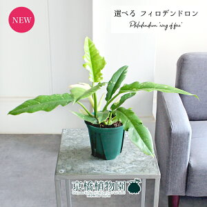 yubNtCf[N[|LIzyiztBfhEOIut@C[@4@ΔyIׂϗtAzyϗtA/CeA//i`/A/蕨/yV/