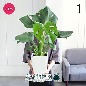 yizXe@7@pi1jyϗtA/CeA//i`/A/蕨/yV/ʔ/~hTCY/zCg/XNGA/Vv/lCi/ēׁz