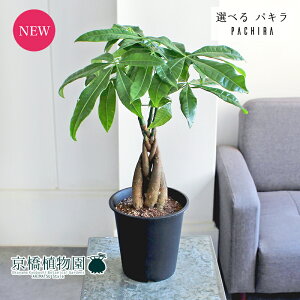 yizpL@҂ݍ݁@5@yIׂϗtAzyϗtA/CeA//i`/A/蕨/yV/ʔ/X[TCY/ubN/Ă₷/S/lCi/ē