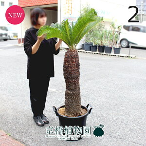 y1P7{IzyizhSi\ecj@13@i2jyϗtA/CeA//i`/A/蕨/yV/ʔ/TCY/^/ubN/Ă₷/A/ʌ/l