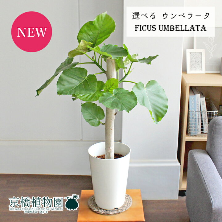 楽天市場 現品 フィカス ウンベラータ 7号 朴仕立て 白プラスチック鉢 21 25 選べる観葉植物 観葉植物 インテリア おしゃれ ナチュラル 鉢植え 贈り物 楽天 通販 ゴムの木 ゴムノキ ミドルサイズ ホワイト 育てやすい 初心者 人気商品 花のアリマツ楽天 楽天市場 現品 フィカス ウンベラータ 7号 朴仕立て 白プラスチック鉢 21 25 選べる観葉植物 観葉植物 インテリア おしゃれ ナチュラル 鉢植え 贈り物 楽天 通販 ゴムの木 ゴムノキ ミドルサイズ ホワイト 育てやすい 初心者 人気商品 花のアリマツ楽天