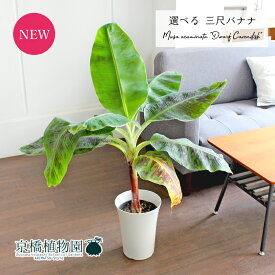 【現品】三尺バナナ/ドワーフ・キャベンディッシュ　7号　白鉢【選べる観葉植物】【観葉植物/インテリア/おしゃれ/ナチュラル/鉢植え/贈り物/楽天/通販/ミドルサイズ/ホワイト/人気商品】