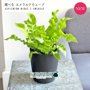 yubNtCf[N[|LIzyizGhEF[u/NXs[EF[u@4@yIׂϗtAzyϗtA/CeA//i`/A/蕨/yV/ʔ/