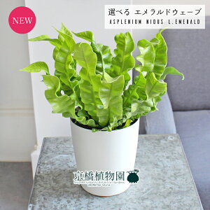 yubNtCf[N[|LIzyizGhEF[u/NXs[EF[u@4@i5`7jyIׂϗtAzyϗtA/CeA//i`/A/蕨/y