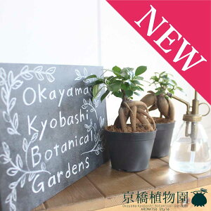 【30日はP5倍!】【マラソンクーポン有】ガジュマル/ガジュマルの木/妖精の宿る木 鉢サイズ:口径約10cm 【観葉植物 お洒落 プレゼント がじゅまる 】