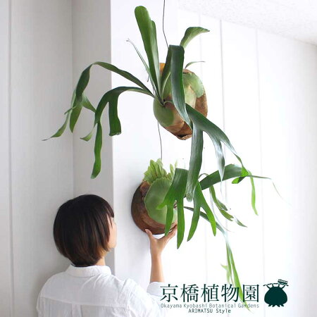 楽天市場 コウモリラン アルシコルネ ビカクシダ 吊り 椰子半球 観葉植物 吊り下げ インテリア おしゃれ 人気 楽天 通販 ギフト プレゼント 花のアリマツ楽天市場支店