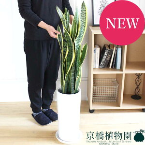 【30日はP5倍!】サンスベリア 7号【陶器鉢】【ミドルサイズ/インテリア/お祝い/開店祝い/引越祝い/新築祝い/ギフト/プレゼント/育てやすい/観葉植物/楽天/通販/大型】