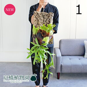 y}\N[|LIzyizREERiE@RNt@݂艺i1jyϗtA/CeA//i`/A/蕨/yV/ʔ/Ă₷/S/lC