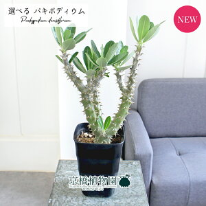 y1P7{zyizpL|fBEEfVt[@5@pyIׂϗtAzyϗtA/CeA//i`/A/蕨/yV/ʔ/X[TCY/ubN/