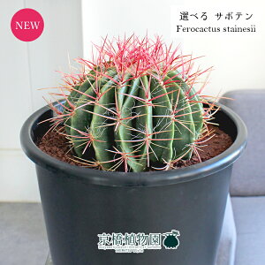 yizT{e@ԖPiZLzEj@8@yIׂϗtAzyϗtA/CeA//i`/A/蕨/yV/ʔ/~hTCY/ubN/ɋ/v/Ă₷