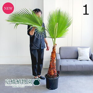 yizVgjA/VgV@10@i1jyϗtA/CeA//i`/A/蕨/yV/ʔ/[WTCY/^/ubN/lCi/Mtg/v[gz