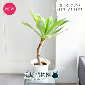 アガベ 鉢植え」の人気商品一覧・価格比較 - 価格.com