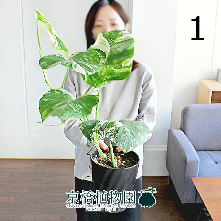 楽天市場】【5日はP5倍！】【マラソンクーポン有！】【現品 
