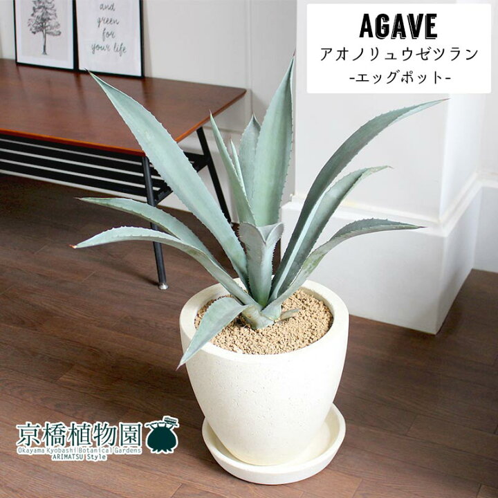 楽天市場】【スターターセット付】【選べる鉢カラー】アガベ・アオノ 