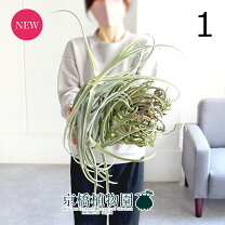 楽天市場】ドラティ（観葉植物｜花・観葉植物）：花・ガーデン・DIYの通販