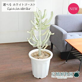 【現品】ユーフォルビア・ホワイトゴースト　10号　白鉢【選べる観葉植物】【観葉植物/インテリア/おしゃれ/ナチュラル/鉢植え/贈り物/楽天/通販/ラージサイズ/尺鉢/大型/ホワイト/珍奇植物/人気商品】