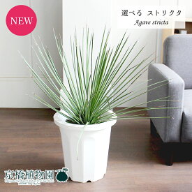 楽天市場 アガベ ストリクタの通販