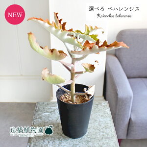 yubNtCf[N[|LIzyizJRGExnVX/受̕@4@i1`4jyIׂϗtAzyϗtA/CeA//i`/A/蕨/yV/