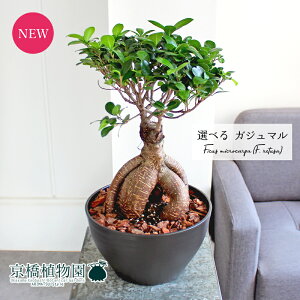 【30日はP5倍!】【マラソンクーポン有】【現品】ガジュマル 8号 黒鉢【選べる観葉植物】【観葉植物/インテリア/おしゃれ/ナチュラル/鉢植え/贈り物/楽天/通販/ミドルサイズ/ブラック/育