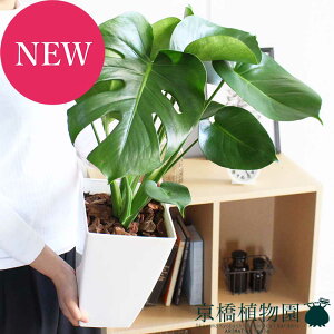 y30P5{IzXe@7@py~hTCY/zCg/CeA/j/JXj/zj/Vzj/Mtg/v[g/Ă₷/ϗtA/yV/ʔ/^z