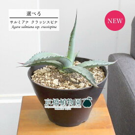 楽天市場 サルミアナの通販