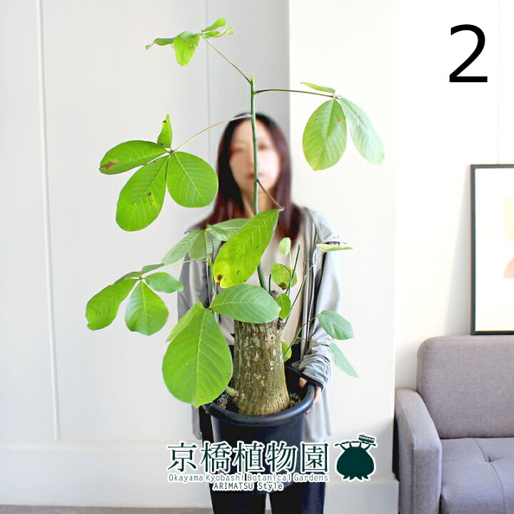 楽天市場】【現品】ボンバックス 8号 黒鉢【選べる観葉植物】【観葉  