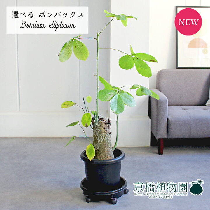 楽天市場】【15日はP5倍！】【マラソンクーポン有！】【現品】ボン 
