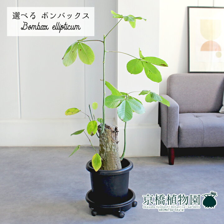 楽天市場】【現品】ボンバックス 8号 黒鉢【選べる観葉植物】【観葉  