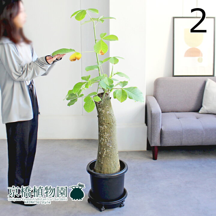 楽天市場】【現品】ボンバックス 9号 黒鉢【選べる観葉植物】【観葉 