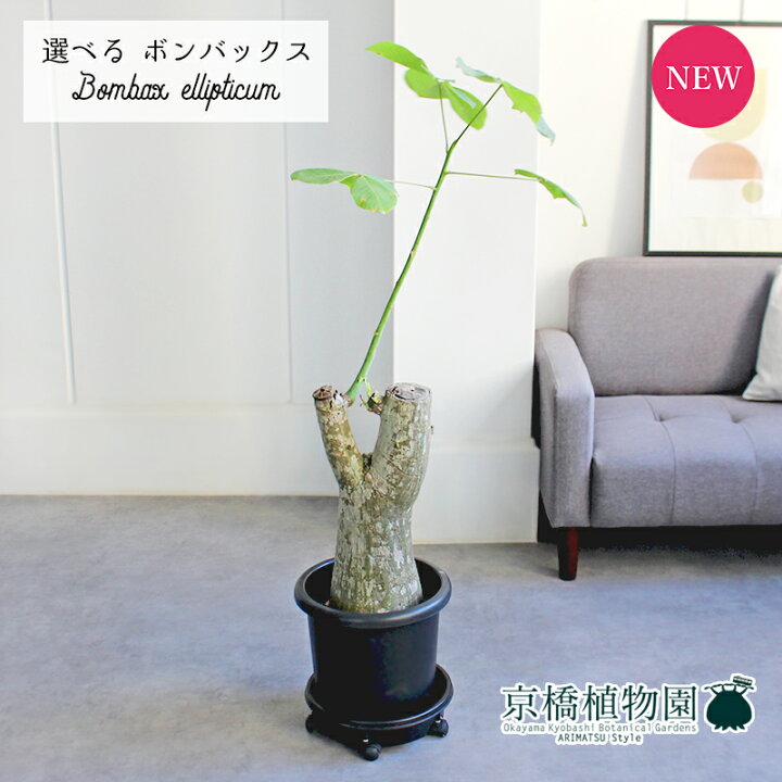 楽天市場】【10日はP5倍！】【SSクーポンあり】【現品】ボンバックス 9  