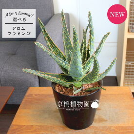 楽天市場 アロエ フラミンゴ 花 観葉植物 花 ガーデン Diy の通販