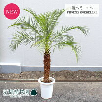 楽天市場】フェニックス・ロベレニー（花・ガーデン・DIY）の通販
