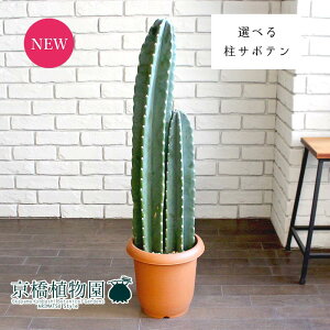 柱サボテン 観葉植物の人気商品 通販 価格比較 価格 Com