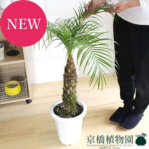 観葉植物 フェニックスロベレニーの人気商品 通販 価格比較 価格 Com