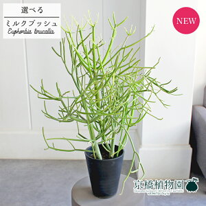 y1P7{zyiz~NubViXj 5@yIׂϗtAzyϗtA/CeA//i`/A/蕨/yV/ʔ/X[TCY/ubN/Ă₷/