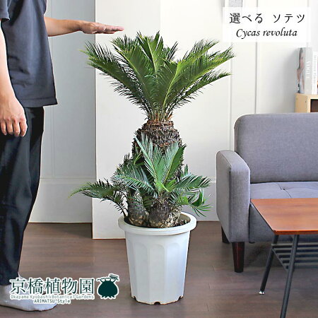 楽天市場 現品 蘇鉄 ソテツ 10号 白鉢 選べる観葉植物 植物 インテリア おしゃれ 人気 引越し祝い 開店祝い 新築祝い お祝い 楽天 通販 鉢植え観葉 ギフト プレゼント 花のアリマツ楽天市場支店 楽天市場 現品 蘇鉄 ソテツ 10号 白鉢 選べる観葉植物 植物 インテリア おしゃれ 人気 引越し祝い 開店祝い 新築祝い お祝い 楽天 通販 鉢植え観葉 ギフト プレゼント 花のアリマツ楽天市場支店