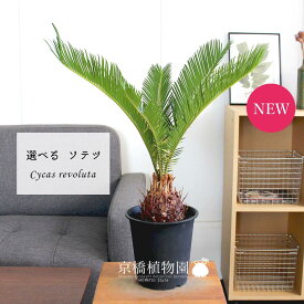 楽天市場 ソテツ 鉢植えの通販