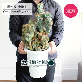 楽天市場 サボテン 金獅子の通販