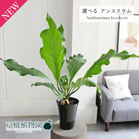 【15日はP5倍！】【現品】アンスリウム・フーケリー　6号　黒鉢【選べる観葉植物】【観葉植物/インテリア/おしゃれ/ナチュラル/鉢植え/贈り物/楽天/通販/ミドルサイズ/ブラック/シンプル/人気商品/再入荷】