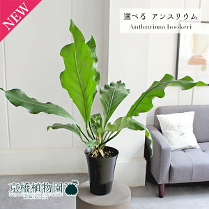 y5P5{IzySSN[|zyizAXEEt[P[@6@yIׂϗtAzyϗtA/CeA//i`/A/蕨/yV/ʔ/~hTCY/u