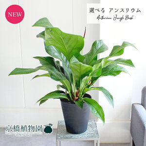 y1P7{IzyizAXEEWOubV@7@yϗtA/CeA//i`/A/蕨/yV/ʔ/~hTCY/ubN/A/Ă₷/